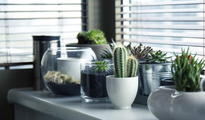 Indoor plant solutions